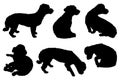 Collection of bichon maltese dogs silhouettes