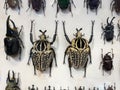 Collection of Big Goliathus Orientalis Stored in a clear glass box Royalty Free Stock Photo