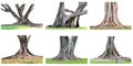 The collection of big tree roots spreading out beautiful and trunk isolated on white background. Royalty Free Stock Photo