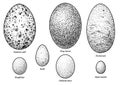 Collection of bird eggs illustration, drawing, engraving, ink, line art, vector Royalty Free Stock Photo