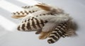 A collection of bird feathers is arranged on a light surface. The feathers vary in color with Royalty Free Stock Photo