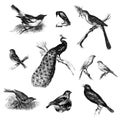 Collection of bird illustrations