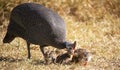 Guineafowl parent feeding with its baby keets.