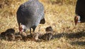 Guineafowl parent feeding with its baby keets. Royalty Free Stock Photo