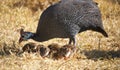 Guineafowl parent feeding with its baby keets.