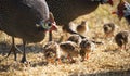 Guineafowl parent feeding with its baby keets.