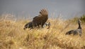 Helmeted Guinefowls fighting in a dry winter grassland overlooking the ocean.