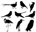 Collection Of Bird Silhouettes