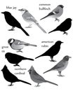 Collection of birds in black-white image and silhouette