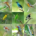 Collection of birds Royalty Free Stock Photo