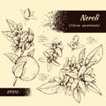 Collection of bitter orange flowers, buds, fruits . Detailed hand-drawn sketches, vector botanical illustration