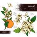 Collection of bitter orange flowers, buds, fruits . Detailed hand-drawn sketches, vector botanical illustration Royalty Free Stock Photo