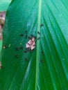 A collection of black ants that are swarming the food (2) Royalty Free Stock Photo