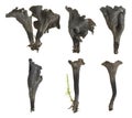 Collection of black chanterelle, Craterellus cornucopioides isolated on white background, this mushroom is edible and popular