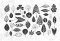 Collection of black doodle leaves on old paper background