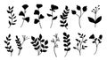 Collection of black floral silhouettes.Vector illustration Royalty Free Stock Photo