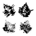 Collection of black leaves imprints on white background. Set of stamp vector Autumn Leaf. Botanical illustration. Grunge Royalty Free Stock Photo