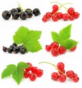 Collection of black and red currant fruits Royalty Free Stock Photo