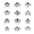 Set of Black Roots. Vector Illustration.