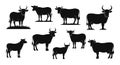 Diverse Cow Silhouettes Collection Royalty Free Stock Photo