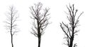 Collection of black tree silhouettes isolated on white background , silhouette of trees.Isolated dead tree on a white background Royalty Free Stock Photo