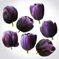 Collection of Black Tulips heads for design. Set of floral buds