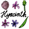 Collection of blooming hyacinth on an isolated white background. The contour is drawn by hand. Jacinth for greeting cards,