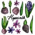 Collection of blooming hyacinth on an isolated white background. The contour is drawn by hand. Jacinth for greeting cards,