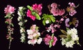 Collection of blossom and branch of cherry and apple tree
