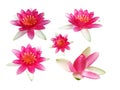 Collection of blossom red lotus flower or water lily Royalty Free Stock Photo