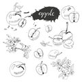 Collection of blossoming branch of apple tree, abstract spot, lettering and whole and sliced apples. Hand drawn sketch of malus f