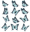 Collection of blue butterflies, flying in different directions Royalty Free Stock Photo