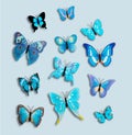 Collection 12 Blue Fantasy Butterflies Insect
