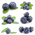 Collection of Blueberries Royalty Free Stock Photo