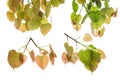 Collection of Bodhi leaves or Peepal Leaf from the Bodhi tree