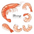 Collection boiled shrimp, shrimps without shell, shrimp meat. Shrimp prawn icons set. Boiled Shrimp drawing on a white background