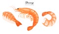 Collection boiled shrimp, shrimps without shell, shrimp meat, sushi. Shrimp prawn icons set. Boiled Shrimp drawing on a white