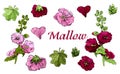 Collection with bouquet and single flowers of maroon and pink mallow flowers and green leaves.