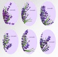 Collection of bouquets of six sets of violet lavender flower. Lavender flowers banner for perfumery items, health care Royalty Free Stock Photo