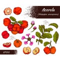 Collection of branch acerola cherry, fruit, flower . Detailed hand-drawn sketches, vector botanical illustration Royalty Free Stock Photo