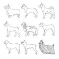 Collection of breeds dog in line Royalty Free Stock Photo