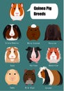 Collection of breeds of guinea pig with breeds name