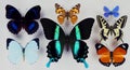 Collection of bright colorful butterflies isolated on white background. colorful beautiful butterflies. Royalty Free Stock Photo