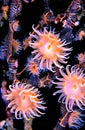 A collection of bright orange and pink anemones on a night dive