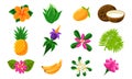 Collection of Bright Tropical Summer Exotic Fruits, Flowers and Plants Vector Illustration Royalty Free Stock Photo