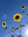 Backlit Sunflowers Against A Blue Sky Royalty Free Stock Photo