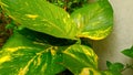 A collection of green broad-leaved plants that are very soothing to the eye. Beautiful green plants.