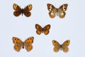 Collection of brown butterflies on white