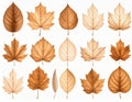 Collection of Brown Fall Season Leaves Isolated on White Background Royalty Free Stock Photo