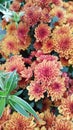 Collection of bush-like orange chrysanthemum flowers